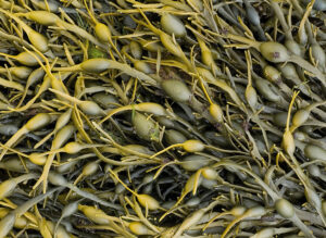 phan-bon-cao-cap-emerald-pro-seaweed-fertilizer