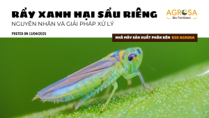 Rầy xanh hại sầu riêng: Nguyên nhân và giải pháp xử lý