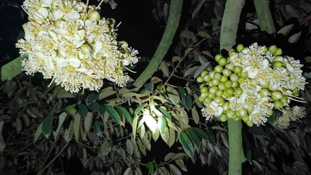 Hoa-sau-rieng