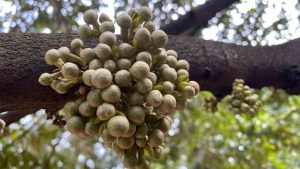 Hoa-sau-rieng