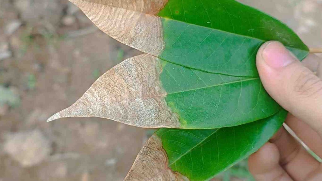 la-cay-sau-rieng