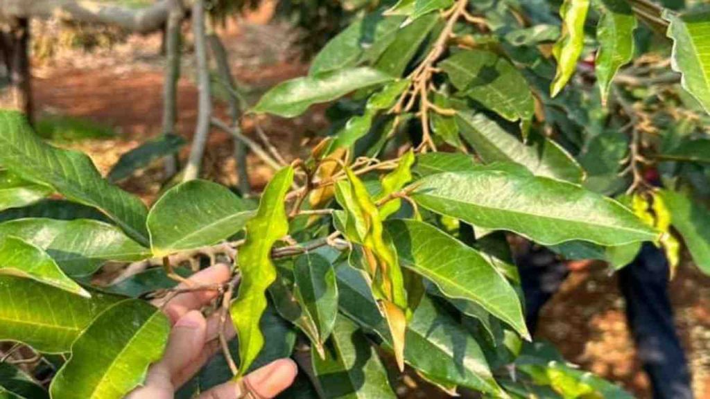la-cay-sau-rieng