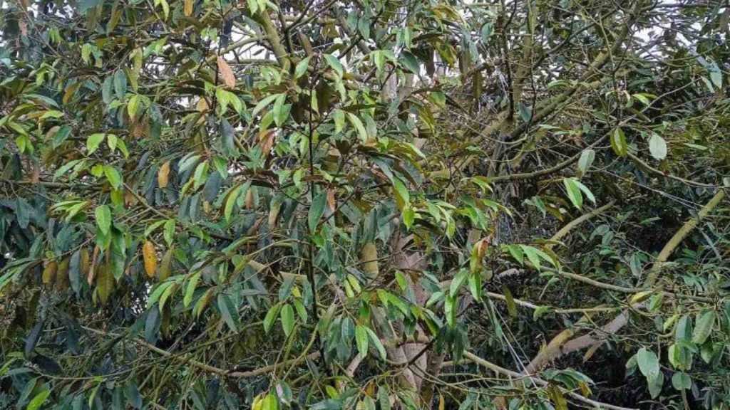 la-sau-rieng-bi-benh (1)