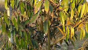 la-sau-rieng-bi-benh