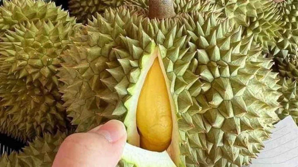 sau-rieng-bao-nhieu-calo (1)