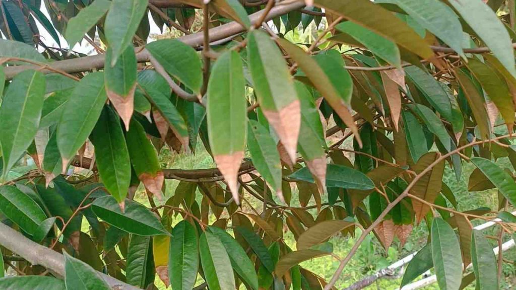 chay-la-sau-rieng (1)