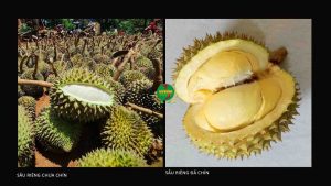 nhan-biet-sau-rieng-chin