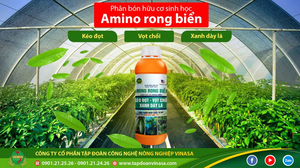 phan-bon-la-amino-rong-bien