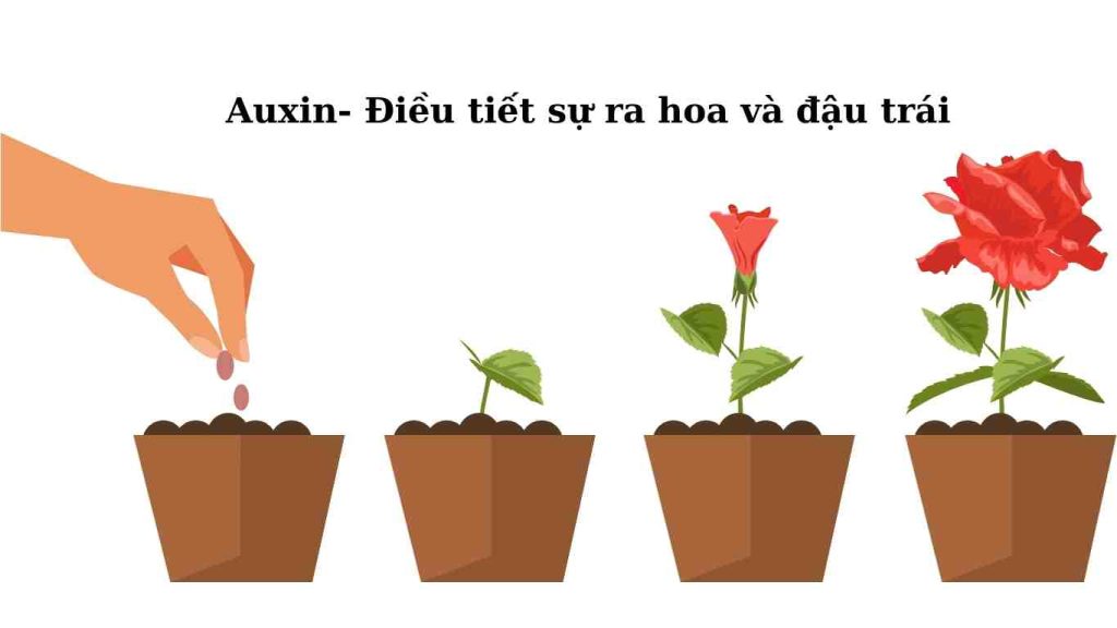 auxin-đieu-tiet-cay-ra-hoa