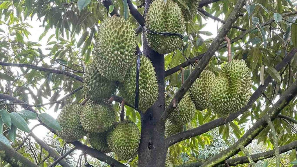 phan-bon-la-huu-co-giup-nuoi-trai-dat-chuan