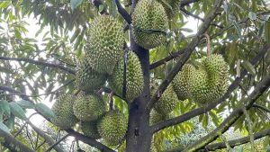 phan-bon-la-huu-co-giup-nuoi-trai-dat-chuan