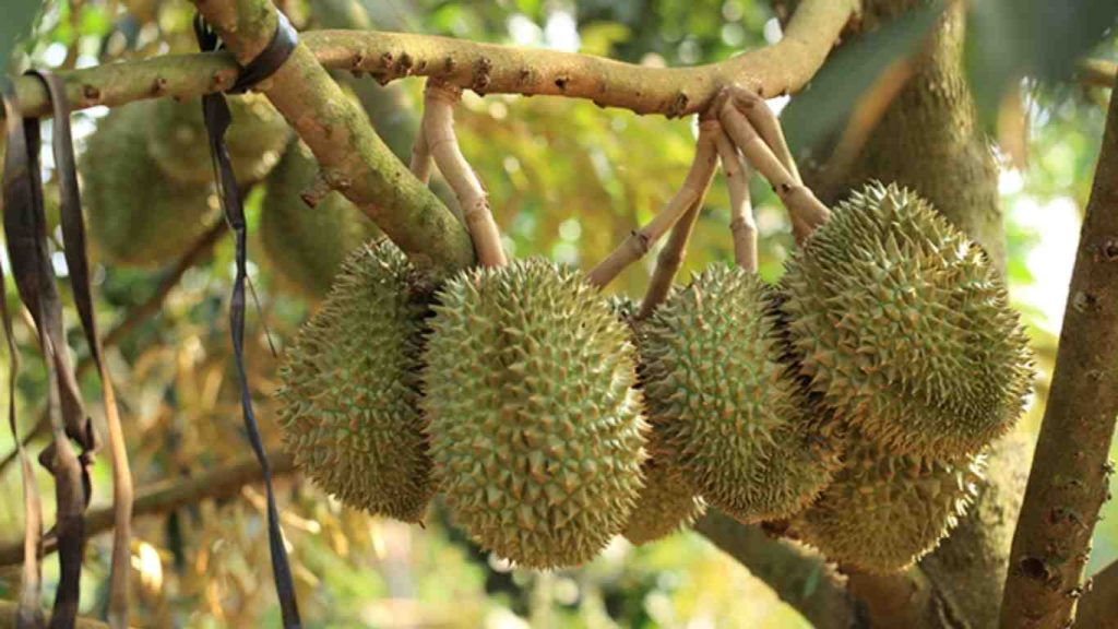 trai-sau-rieng
