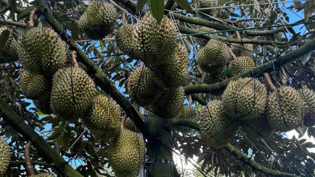 cay-sau-rieng (1)
