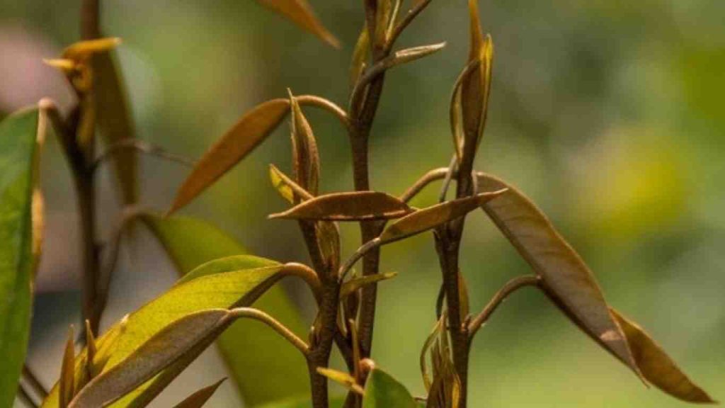 dot- sau-rieng