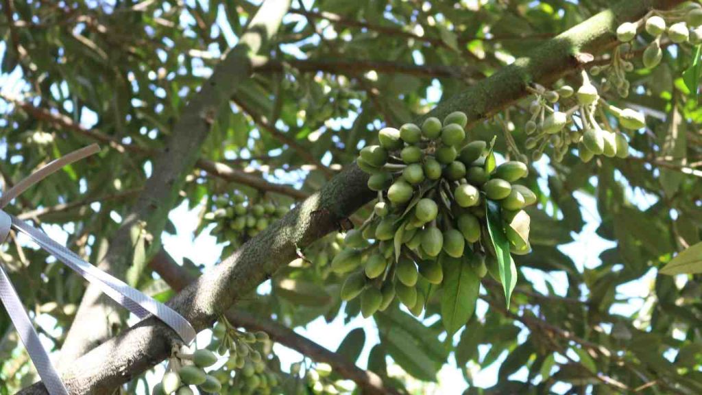 hoa- sau-rieng