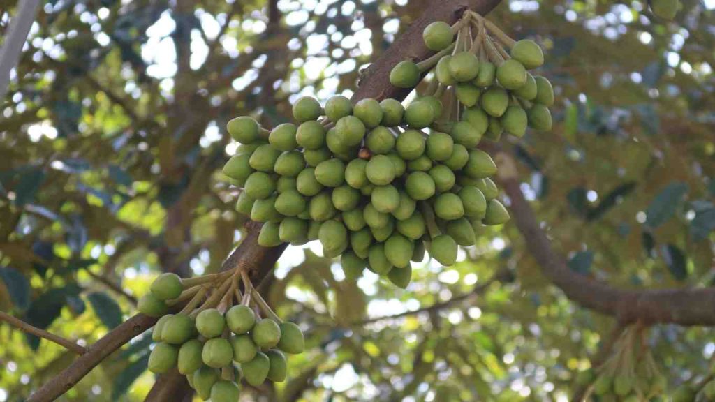 hoa- sau-rieng (2)