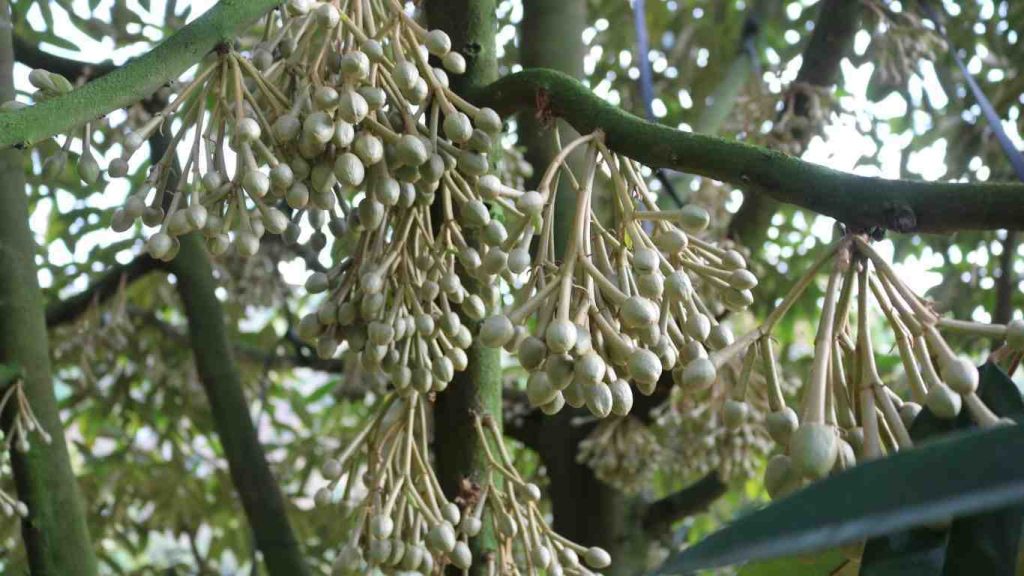 mat-cua-sau-rieng (3)