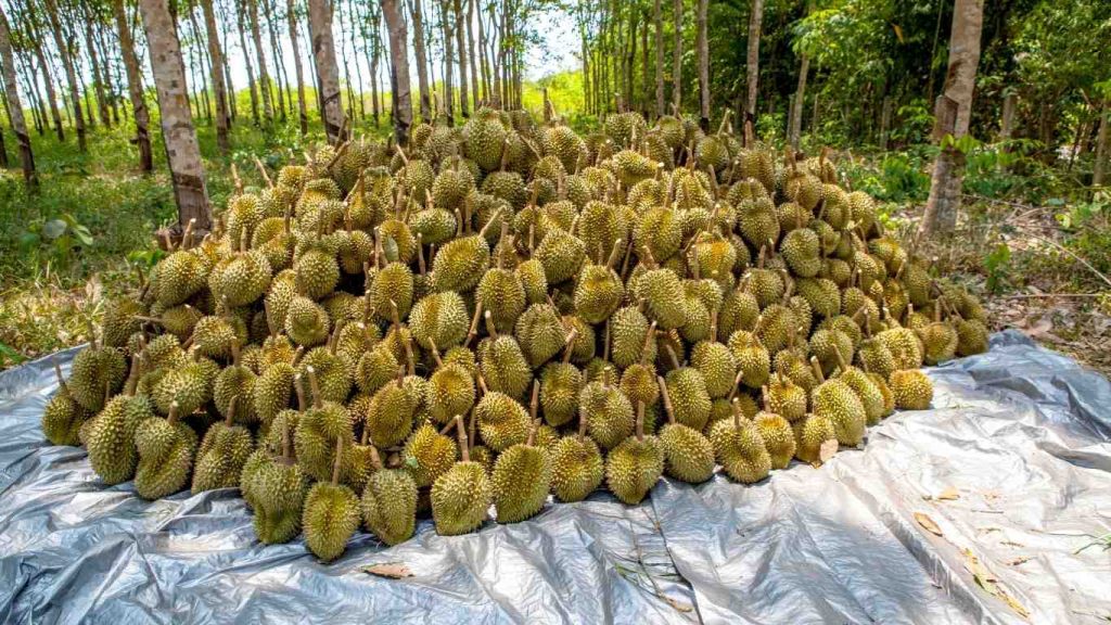 thu-hoach-sau-rieng (1)