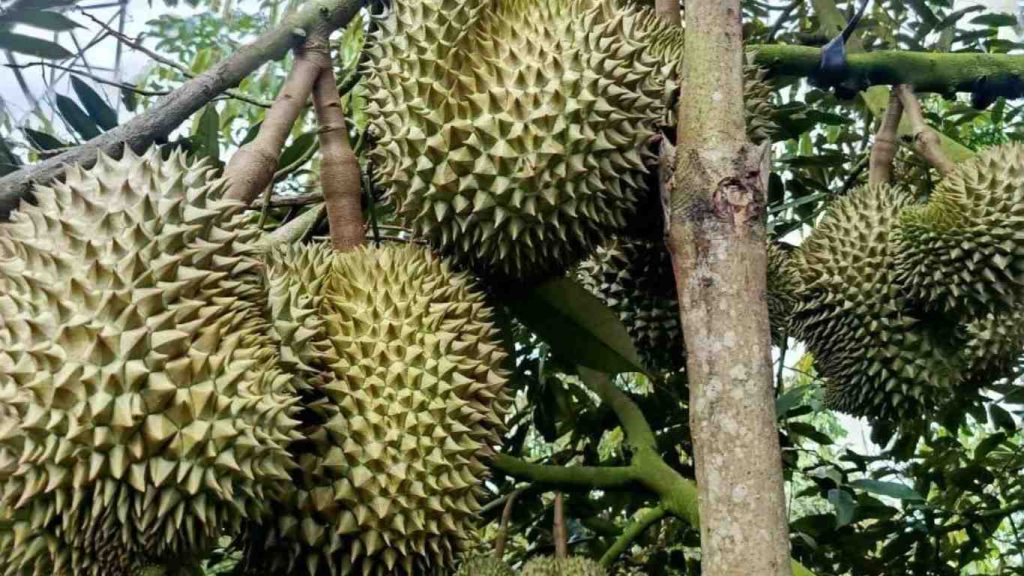 trai- sau-rieng