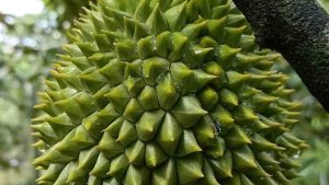 trai-sau-rieng