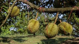 trai-sau-rieng (1)