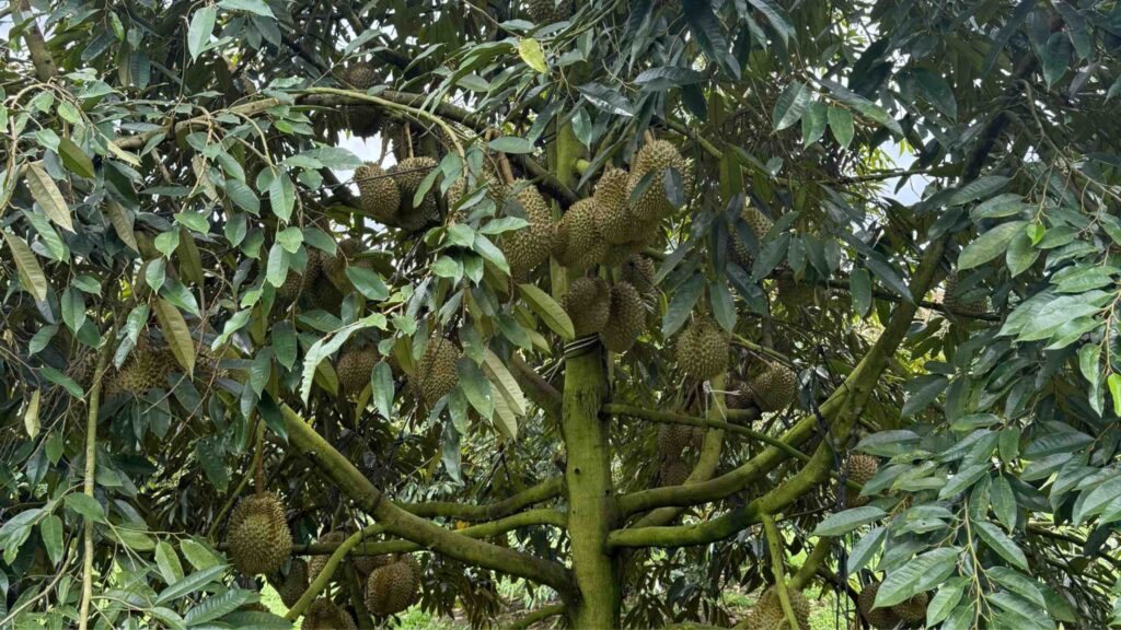 cay-sau-rieng