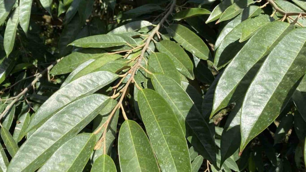 la-sau-rieng