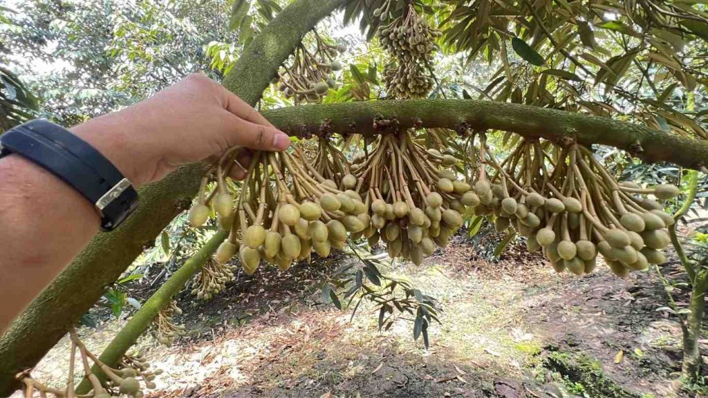 mat-cua-sau-rieng (4)