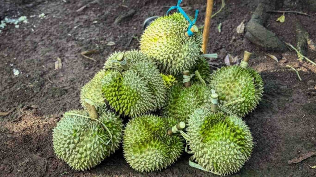 thu-hoach-sau-rieng (2)