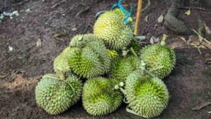 thu-hoach-sau-rieng (2)