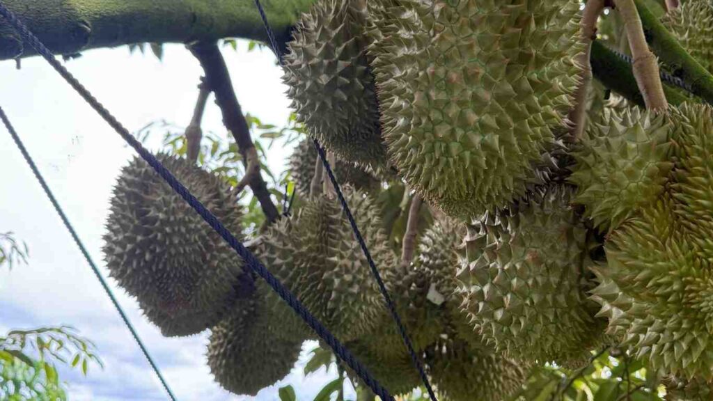 trai-sau-rieng (1)