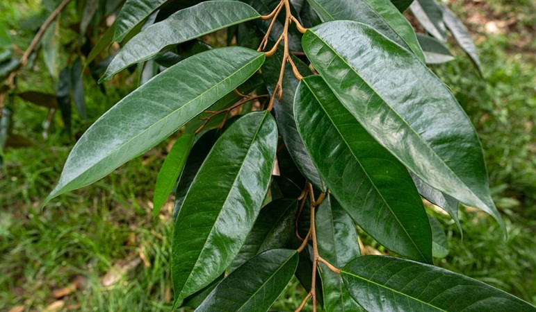 ĐẶC ĐIỂM HÌNH THÁI LÁ SẦU RIÊNG