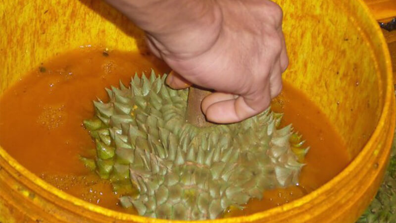 Sầu riêng nhúng thuốc ép nhanh chín