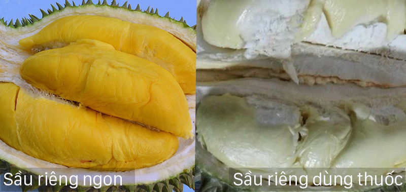Sự khác biệt rõ rệt của sầu riêng nhúng thuốc và sầu riêng chín tự nhiên