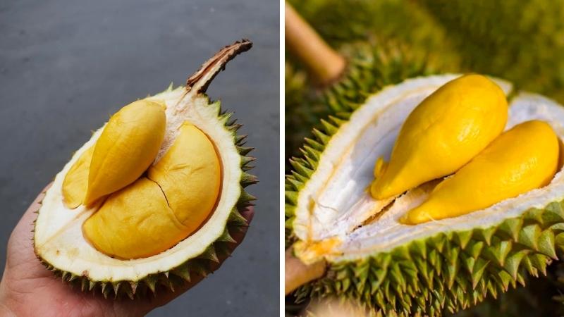 Sầu riêng ri6 và sầu riêng thái
