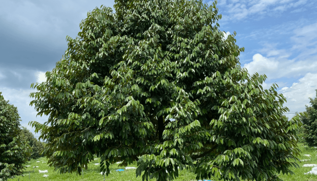 lá cây sầu riêng