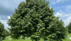 lá cây sầu riêng