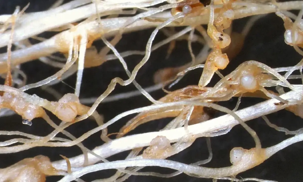 bệnh tuyến trùng rễ sầu riêng