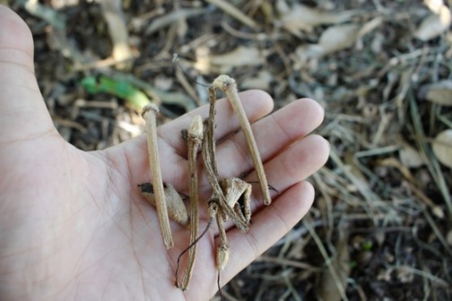 bông sầu riêng bị rụng