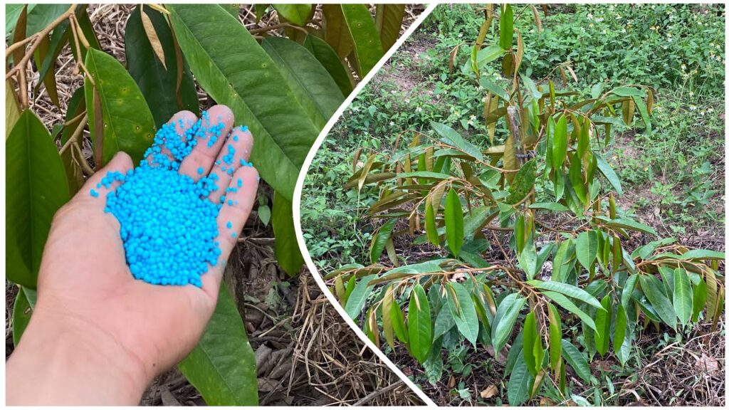 bón phân sai thời điểm