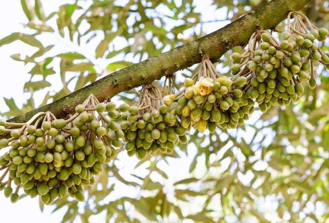 bông sầu riêng dày đặc