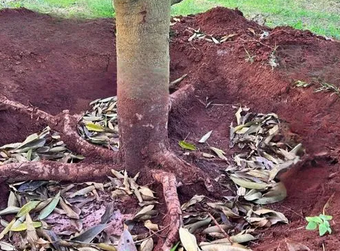 Lỡ cổ rễ sầu riêng