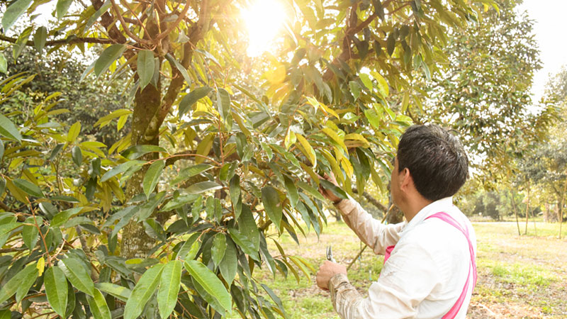 thiếu kỹ năng quản lý bông