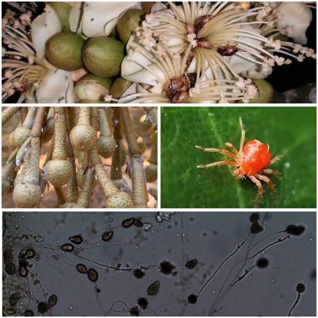 sâu bệnh tấn công