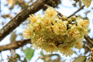 sầu riêng đang ra hoa