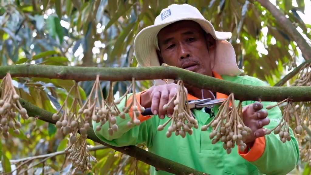 tỉa hoa sầu riêng