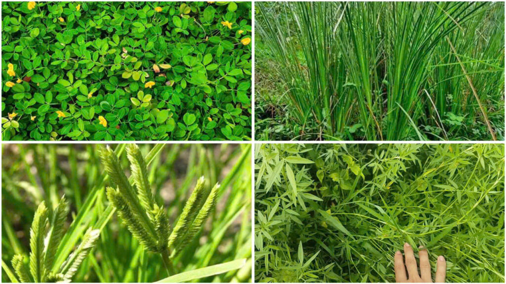 Cỏ lạc - Cỏ Vetiver - Cỏ Mần Trầu - Cỏ họ đậu (Thứ tự từ trái