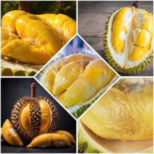 các loại giống sầu riêng