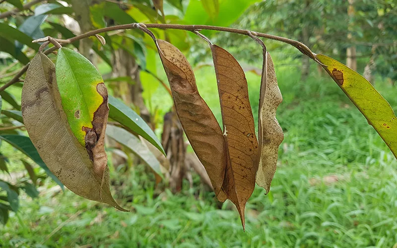 sầu riêng bị khô đọt
