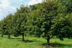 đặc tính cây sầu riêng